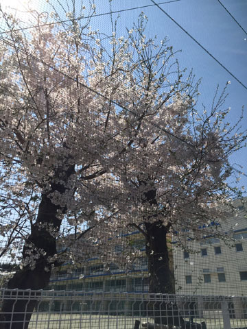 朝霞第五小学校の桜
