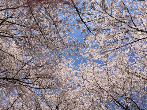 南割公園の桜