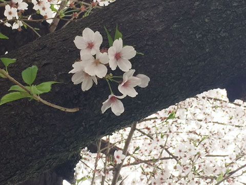 弁財公園の桜