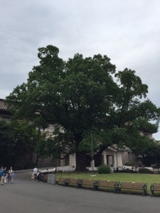 国立博物館の木