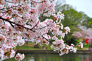 家族におすすめ！ 親子で楽しめる埼玉県のお花見スポット5つ